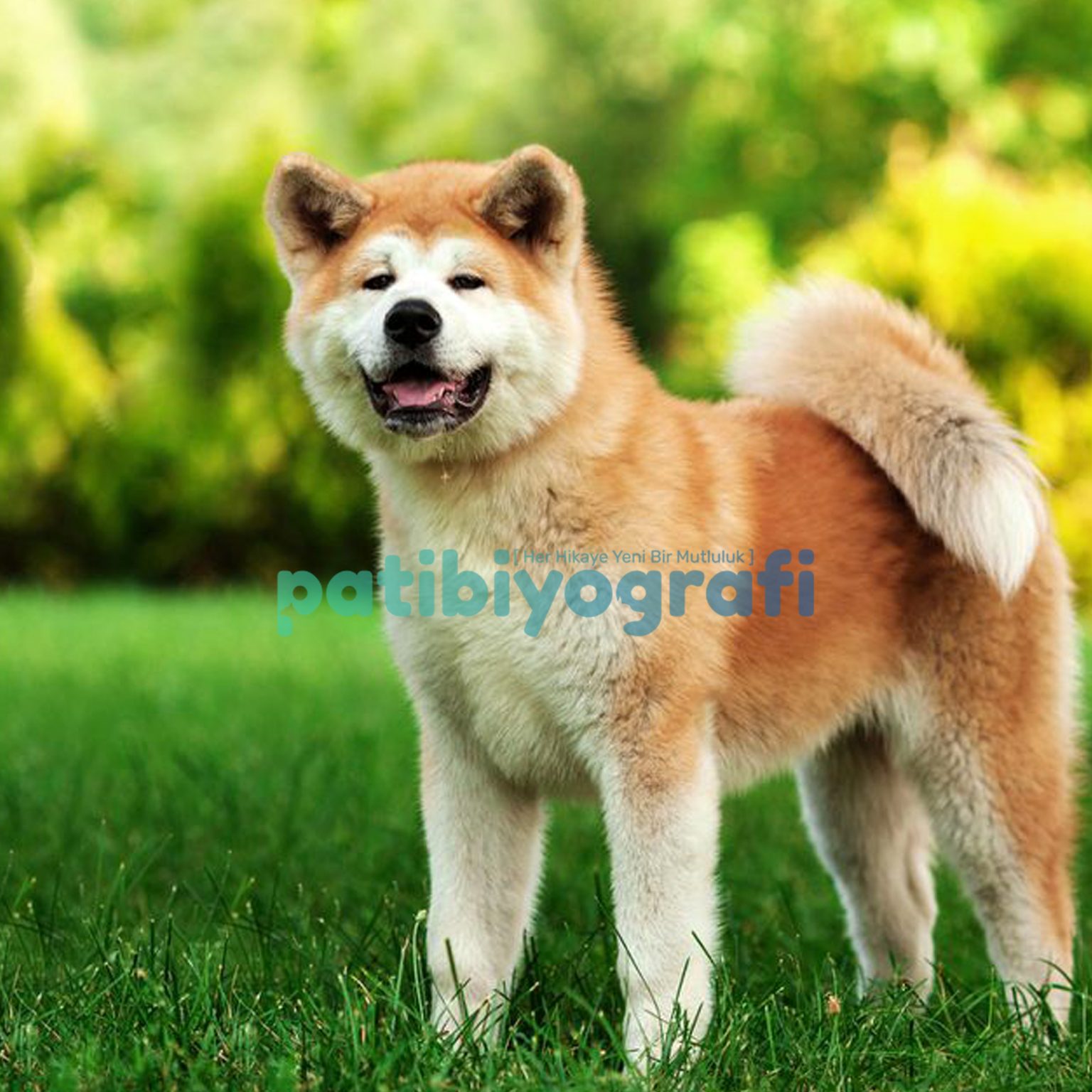 Akita Köpek Cinsi Patibiyografi